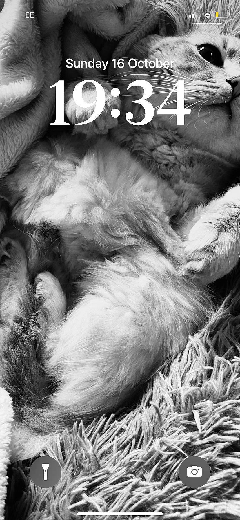 Uno is registered to the contest to win money with this photo: canidae, claw, comfort, companion_dog, dog_breed, font, fur, masai_lion, monochrome, monochrome_photography, natural_material, paw, photo_caption, photography, primate, snout, sporting_group, tail, terrestrial_animal, wildlife