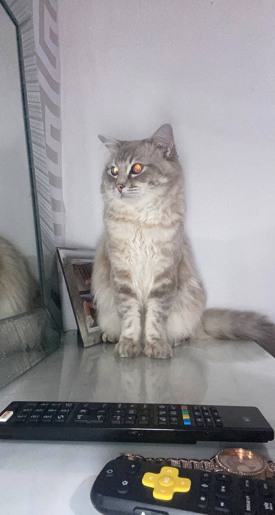 Uno joined the competition — help win amazing prizes! box, carnivore, cat, computer, display_device, domestic_short_haired_cat, felidae, fur, gadget, grey, input_device, iris, laptop, netbook, output_device, personal_computer, small_to_medium_sized_cats, snout, touchpad, whiskers