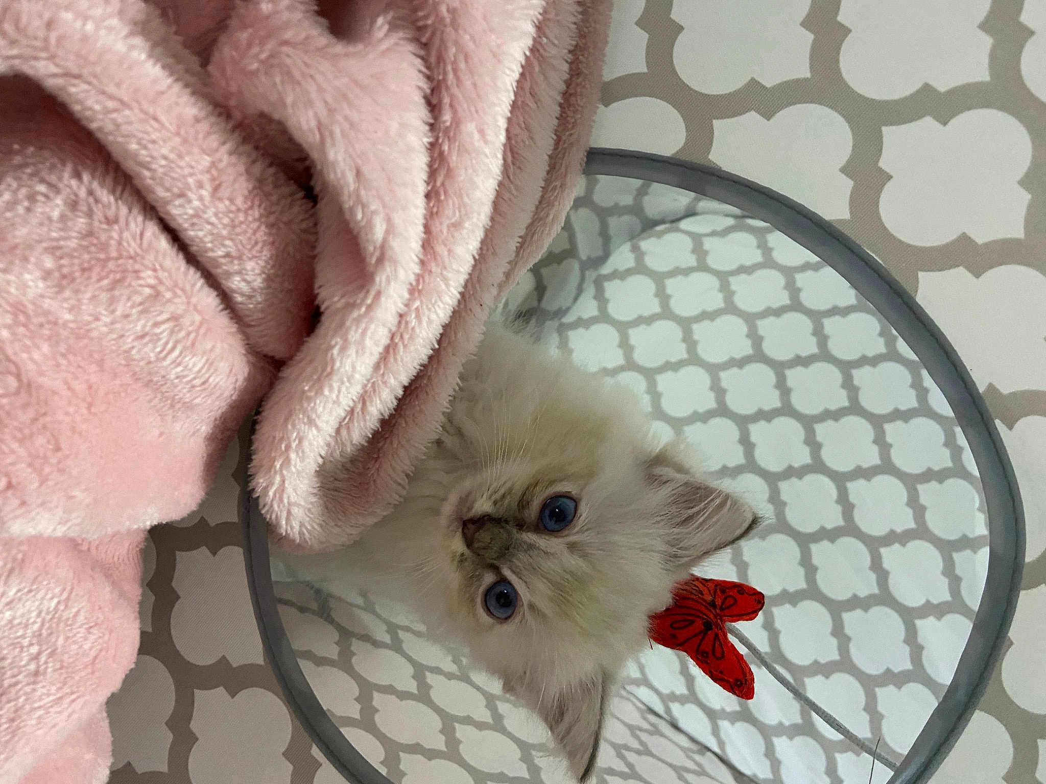 Nala