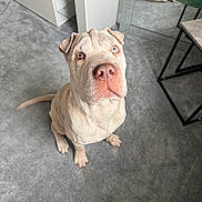 Cairo joined the competition — help win amazing prizes! dog, heterochromia, carpet, indoor, pet, canine, fur, sitting, looking_up, mirror, furniture, table, modern, curious, animal, paw, nose, ears, whiskers, floor