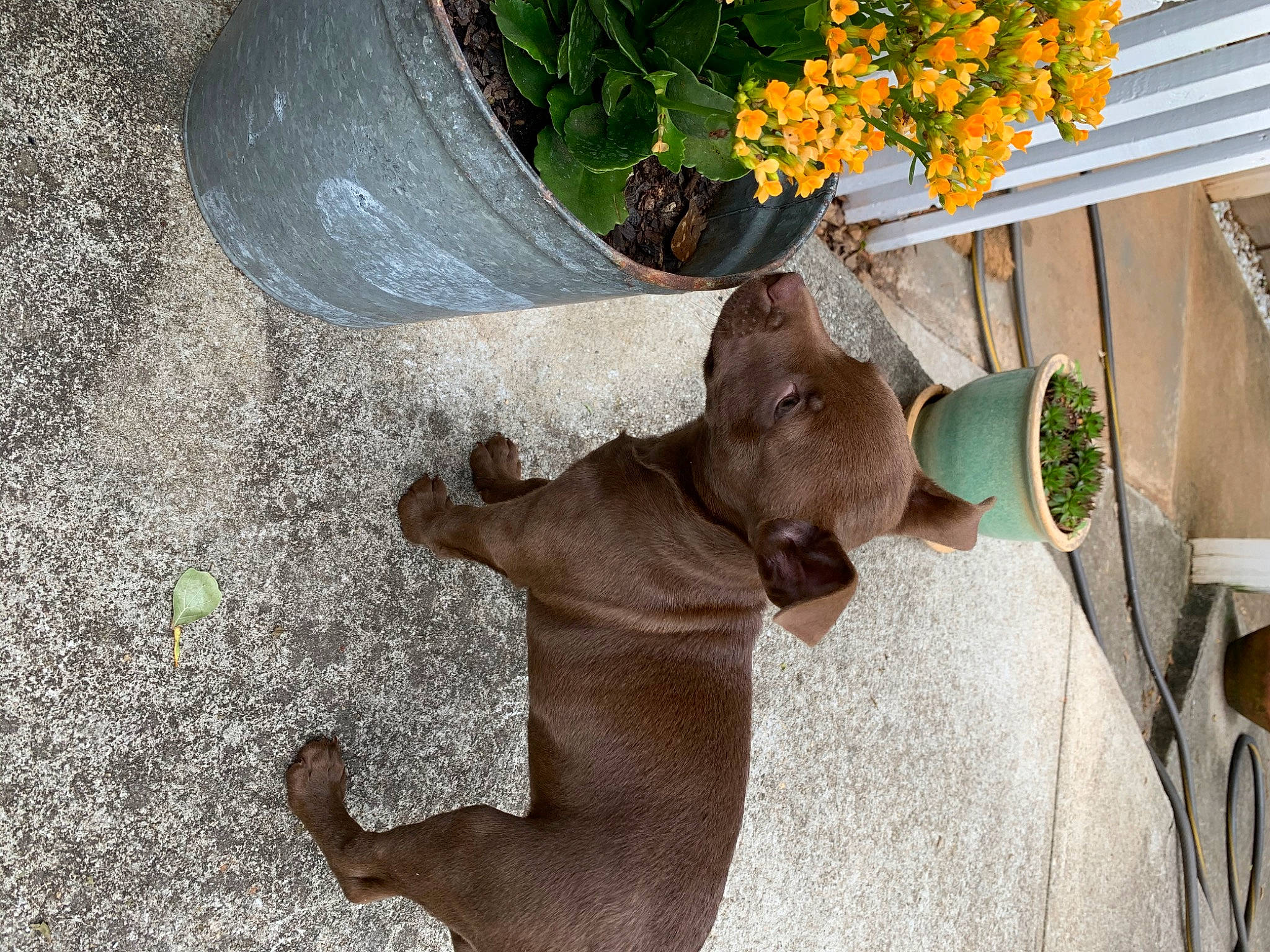 Georgia joined the competition — help win amazing prizes! carnivore, comfort, dog, dog_breed, fawn, flower, flowerpot, fur, grass, liver, plant, snout, sporting_group, tail, terrestrial_animal, tree, whiskers, wildlife, wood, working_animal