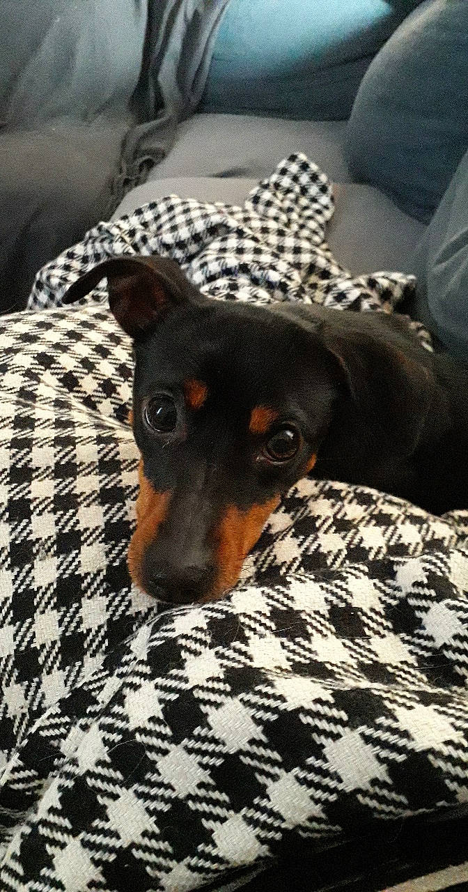 Ouna a rejoint le concours — aidez-le/la à gagner de superbes lots ! canidae, carnivore, dachshund, dobermann, dog, dog_breed, english_toy_terrier, german_pinscher, guard_dog, mammal, manchester_terrier, miniature_pinscher, pinscher, prazsky_krysarik, snout, toy_dog, toy_manchester_terrier, vertebrate