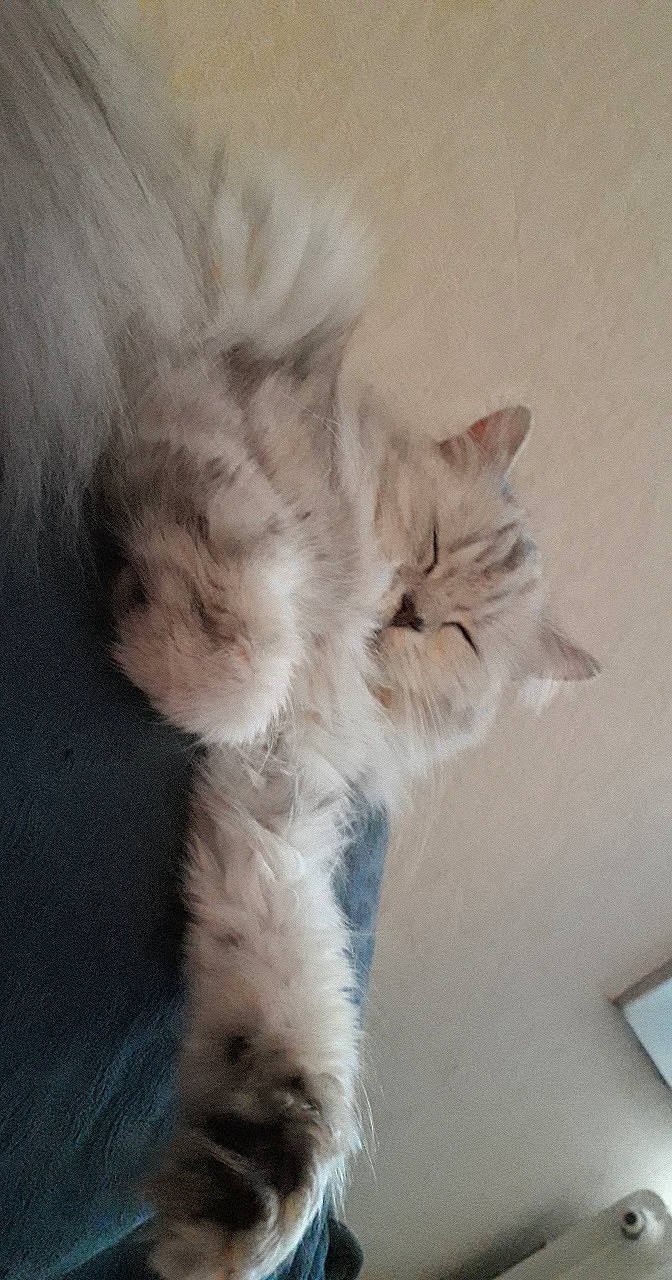 Mira participe au concours pour gagner de l'argent avec cette photo : british_longhair, carnivore, cat, domestic_long_haired_cat, ear, felidae, fur, kitten, maine_coon, mammal, norwegian_forest_cat, paw, persian, ragamuffin, ragdoll, siberian, small_to_medium_sized_cats, tail, turkish_angora, whiskers