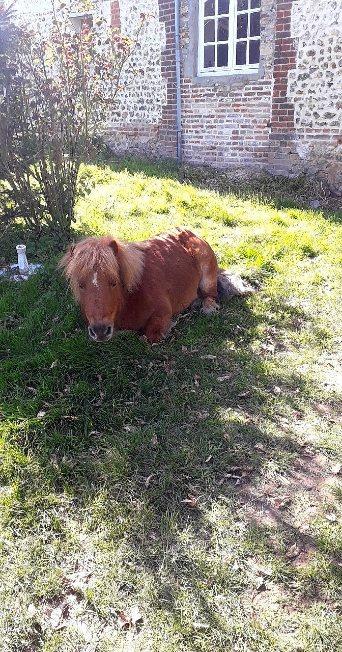 Cassis a rejoint le concours — aidez-le/la à gagner de superbes lots ! foal, grass, horse, liver, mammal, mane, mare, mustang_horse, pony, shetland_pony, vertebrate