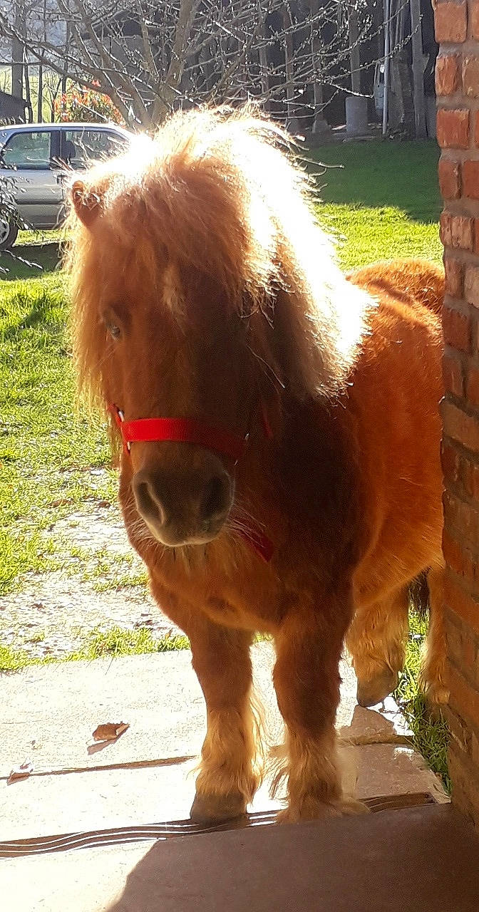 Cassis a rejoint le concours — aidez-le/la à gagner de superbes lots ! fawn, horse, liver, livestock, mammal, mane, mare, pony, shetland_pony, snout, sorrel, stallion, vertebrate