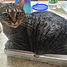 cat, tabby, pet, animal, feline, sitting, close_up, portrait, staring, whiskers, ears, striped_fur, green_eyes, pizza_box, kitchen, countertop, food_container, household, indoor, funny