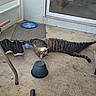 cat, tabby_cat, pet, animal, lying_down, upside_down, long_body, striped_fur, green_eyes, whiskers, tail, paws, sneakers, shoe, blue_ball, doormat, patio, window, outdoor, home_entrance