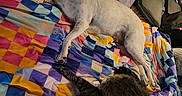 Sasha is registered to the contest to win money with this photo: dog, cat, sleeping, resting, bed, blanket, quilt, colorful, pets, indoors, cozy, animal, canine, feline, home, bedroom, toys, books, relaxed, cuddly