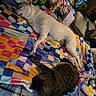 dog, cat, sleeping, resting, bed, blanket, quilt, colorful, pets, indoors, cozy, animal, canine, feline, home, bedroom, toys, books, relaxed, cuddly