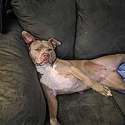 Daisy is registered to the contest to win money with this photo: dog, pit_bull, sleeping, relaxed, lying_down, lounging, couch, sofa, indoor, pet, animal, tan_fur, white_chest, floppy_ears, closed_eyes, pink_nose, belly, paws, furniture, home