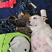 Tofu And Daisy is registered to the contest to win money with this photo: animal, bed, blanket, brown_spots, cat, companion, cozy, curled_up, dog, dog_bone, fur, indoor, lying_down, pet, plush_toy, resting, sleeping, snuggle, tabby_cat, white_dog