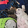animal, bed, blanket, brown_spots, cat, companion, cozy, curled_up, dog, dog_bone, fur, indoor, lying_down, pet, plush_toy, resting, sleeping, snuggle, tabby_cat, white_dog