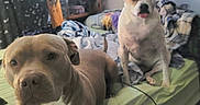 Tofu And Daisy joined the competition — help win amazing prizes! animal, bed, blanket, bookshelf, brown_dog, canine, cozy, curtain, cute, dog, domestic, furniture, home, indoor, lying_down, pet, pillow, sitting, tongue_out, white_dog