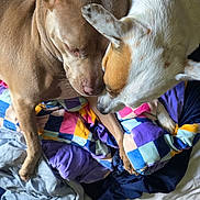 Tofu And Daisy is registered to the contest to win money with this photo: animal, bed, brown_dog, canine, close_up, colorful_blanket, cozy, cuddling, dogs, ears, lying_down, paws, pet, resting, short_hair, sleeping, snout, spotted_dog, two_dogs, white_dog