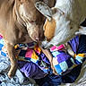 animal, bed, brown_dog, canine, close_up, colorful_blanket, cozy, cuddling, dogs, ears, lying_down, paws, pet, resting, short_hair, sleeping, snout, spotted_dog, two_dogs, white_dog