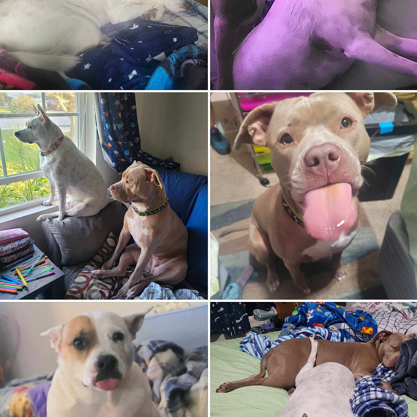 Tofu And Daisy is registered to the contest to win money with this photo: bed, blanket, brown_dog, collage, couch, curious, curtain, dog, domestic, furniture, home, indoor, pets, playful, resting, sleeping, snuggling, tongue_out, white_dog, window