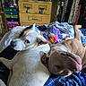 Tofu And Daisy is registered to the contest to win money with this photo: animal, bed, bedroom, blanket, brown_dog, canine, dog, dogs, furniture, home, indoor, lying_down, pets, quilt, raised_leg, relaxed, short_hair, sleeping, upside_down, white_dog