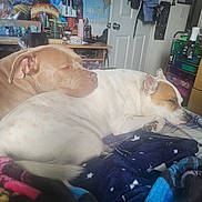 Tofu And Daisy joined the competition — help win amazing prizes! animal, bed, blanket, brown_dog, clothing, cozy, desk, dog, door, furniture, home, indoor, paw, poster, relaxing, resting, room, sleeping, snuggling, white_dog