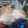 animal, bed, blanket, brown_dog, clothing, cozy, desk, dog, door, furniture, home, indoor, paw, poster, relaxing, resting, room, sleeping, snuggling, white_dog