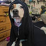 Tofu And Daisy is registered to the contest to win money with this photo: animal, black_clothing, canine, carpet, couch, cute, decor, dog, drawer, expression, furniture, hoodie, indoor, looking_up, pet, room, shelf, sitting, stuffed_toys, window
