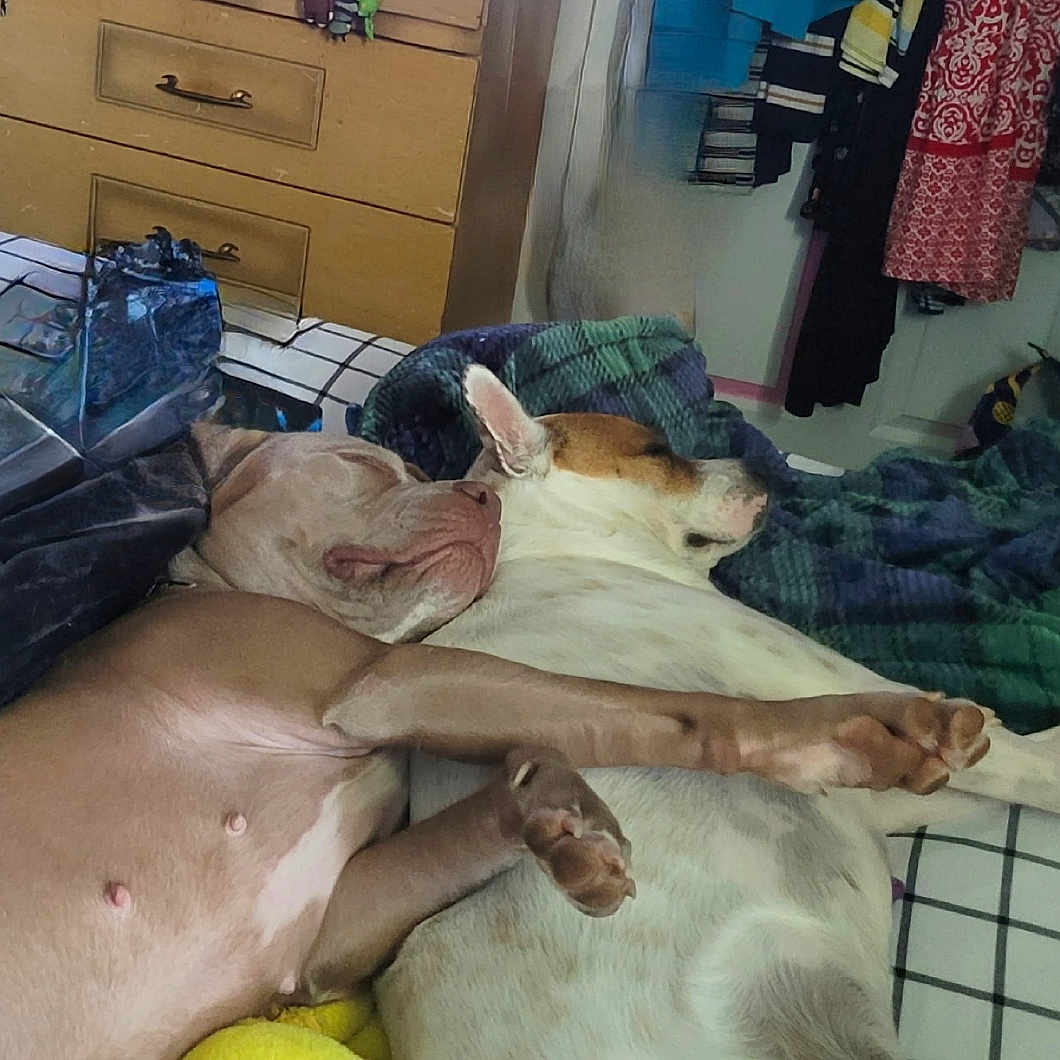 Tofu And Daisy is registered to the contest to win money with this photo: animal, bed, blanket, checkered, clothing, cozy, cuddle, dog, dresser, furniture, home, indoor, paw, pets, plaid, relaxing, resting, room, sleeping, two_dogs