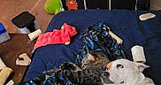 Tofu And Daisy joined the competition — help win amazing prizes! animal, bed, blanket, carpet, cat, chew_toy, cozy, cubby_shelf, dog, floor, furniture, indoor, panda_face, pet, relaxing, room, snuggling, storage_bins, stuffed_toy, unicorn