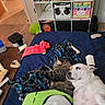 Tofu And Daisy joined the competition — help win amazing prizes! animal, bed, blanket, carpet, cat, chew_toy, cozy, cubby_shelf, dog, floor, furniture, indoor, panda_face, pet, relaxing, room, snuggling, storage_bins, stuffed_toy, unicorn