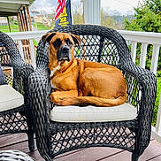 Zeus joined the competition — help win amazing prizes! dog, brown_dog, large_dog, wicker_chair, porch, cushion, american_flag, outdoor, wooden_deck, railing, tree, pet, lounging, portrait, canine_face, ears, muzzle, domestic_animal, porch_furniture, relaxed