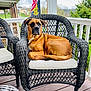 dog, brown_dog, large_dog, wicker_chair, porch, cushion, american_flag, outdoor, wooden_deck, railing, tree, pet, lounging, portrait, canine_face, ears, muzzle, domestic_animal, porch_furniture, relaxed