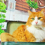 Chanel participe au concours pour gagner de l'argent avec cette photo : cat, orange_cat, white_fur, fluffy, suitcase, burlap, green_plants, wooden_wall, decor, indoor, pet, feline, closeup, portrait, resting, houseplant, vintage, cozy, relaxed, domestic_animal
