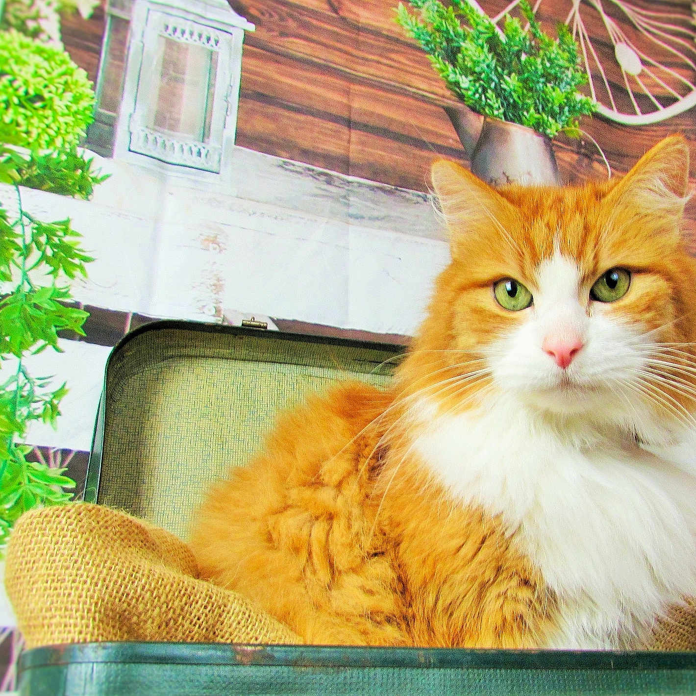 Chanel participe au concours pour gagner de l'argent avec cette photo : burlap, cat, closeup, cozy, decor, domestic_animal, feline, fluffy, green_plants, houseplant, indoor, orange_cat, pet, portrait, relaxed, resting, suitcase, vintage, white_fur, wooden_wall