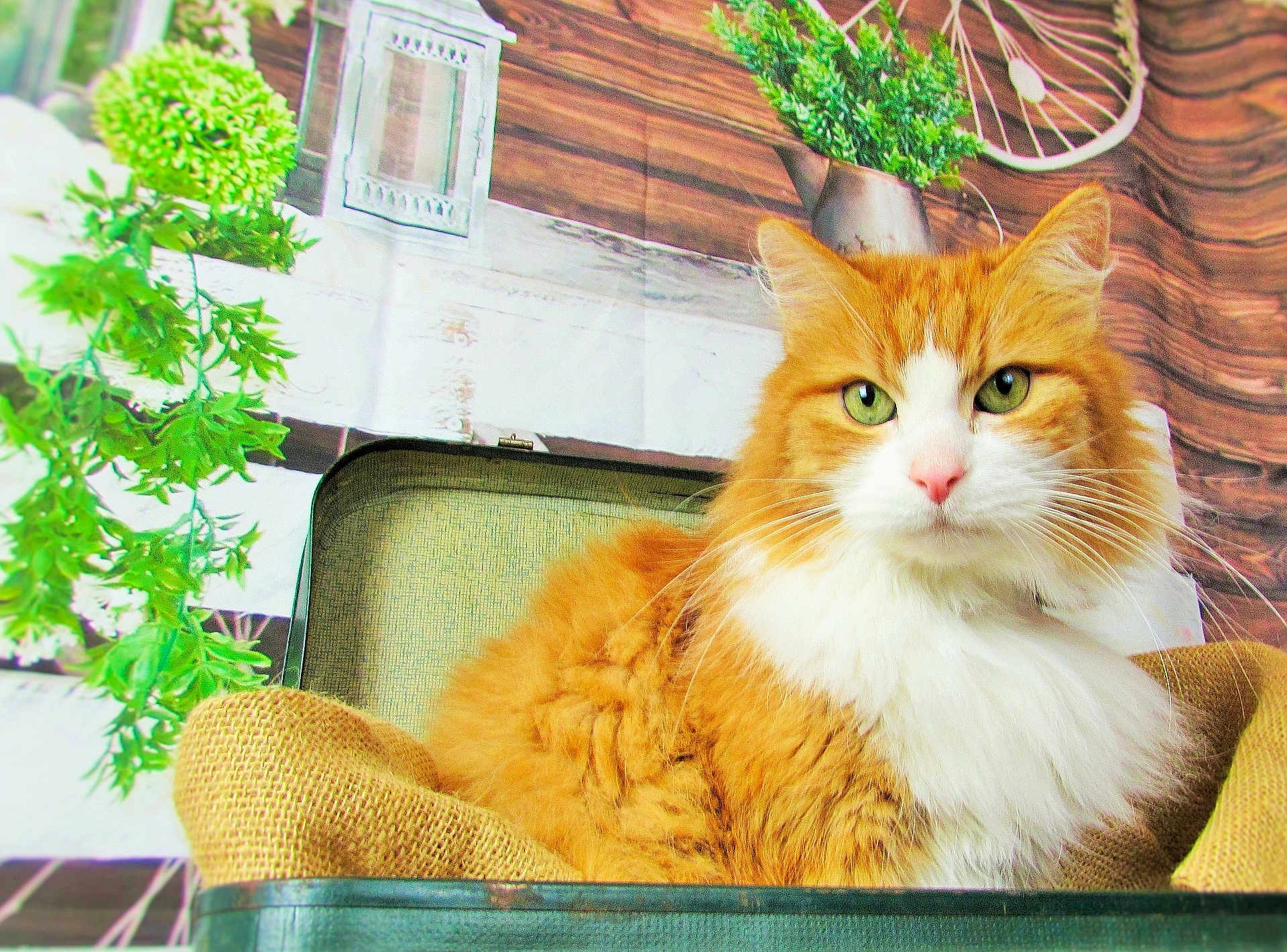 Chanel participe au concours pour gagner de l'argent avec cette photo : cat, orange_cat, white_fur, fluffy, suitcase, burlap, green_plants, wooden_wall, decor, indoor, pet, feline, closeup, portrait, resting, houseplant, vintage, cozy, relaxed, domestic_animal