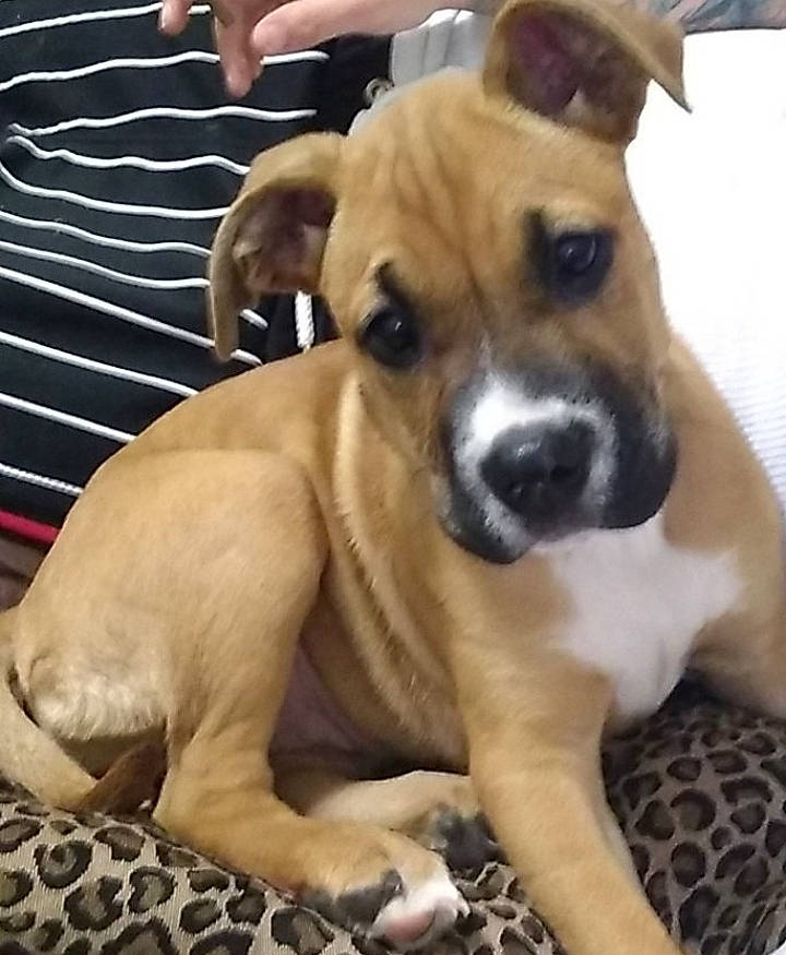 Chica is registered to the contest to win money with this photo: beige, canidae, carnivore, collar, companion_dog, dog, dog_breed, dog_supply, fawn, nail, non_sporting_group, pet_supply, puppy, snout, sporting_group, whiskers, working_animal, working_dog