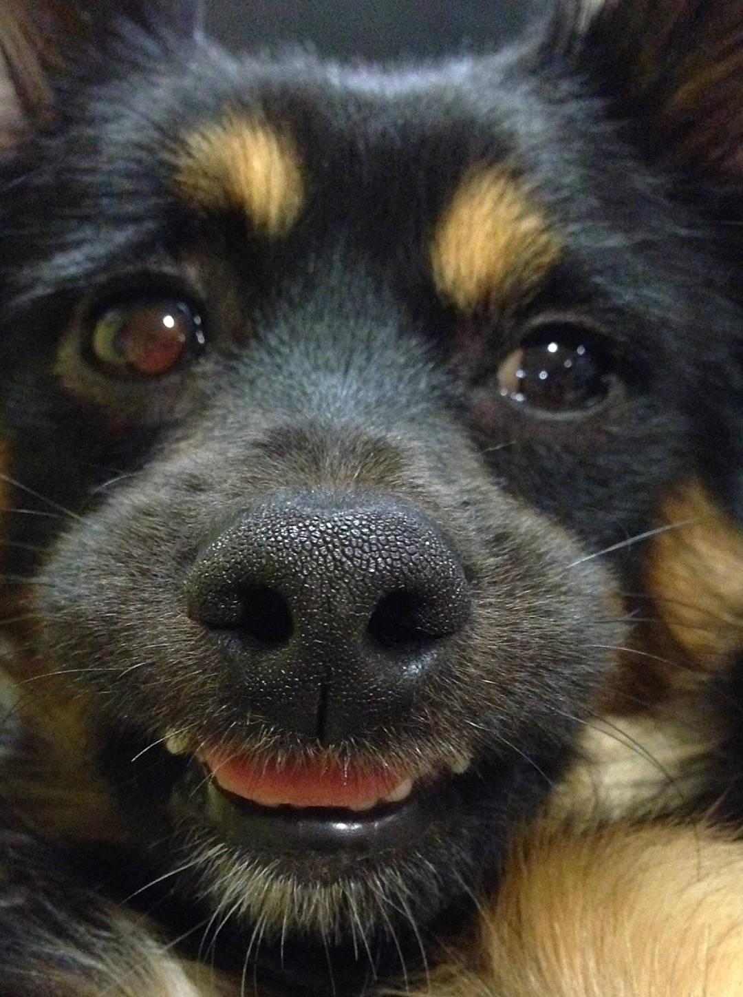 Homer participe au concours pour gagner de l'argent avec cette photo : canidae, carnivore, close_up, collar, companion_dog, dog, dog_breed, dog_collar, fawn, fur, iris, photography, puppy, snout, sporting_group, terrestrial_animal, toy_dog, whiskers, working_animal, working_dog