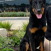 Vogue is registered to the contest to win money with this photo: alert, animal, black, brown, canine, daytime, dog, ears, face, fur, garden, happy, leash, outdoor, pet, plants, sidewalk, sitting, stone, tongue_out
