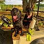 Vogue is registered to the contest to win money with this photo: animal, companions, doberman, dog, fence, golf_cart, grass, happy, labrador, leisure, nature, outdoor, pet, rural, seat, summer, sunlight, tongue_out, tree, vehicle