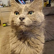 Nayam a rejoint le concours — aidez-le/la à gagner de superbes lots ! animal, blurred_background, cat, closeup, couch, cute, domestic_animal, ears, exercise_equipment, eyes, feline, fluffy, fur, gray_cat, indoor, living_room, mammal, pet, portrait, whiskers