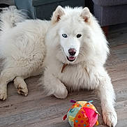 Ghost a rejoint le concours — aidez-le/la à gagner de superbes lots ! dog, white_fur, heterochromia, blue_eye, brown_eye, toy, ball, floor, wooden_floor, indoor, couch, pet, animal, playful, happy, fluffy, large_dog, lying_down, collar, domestic
