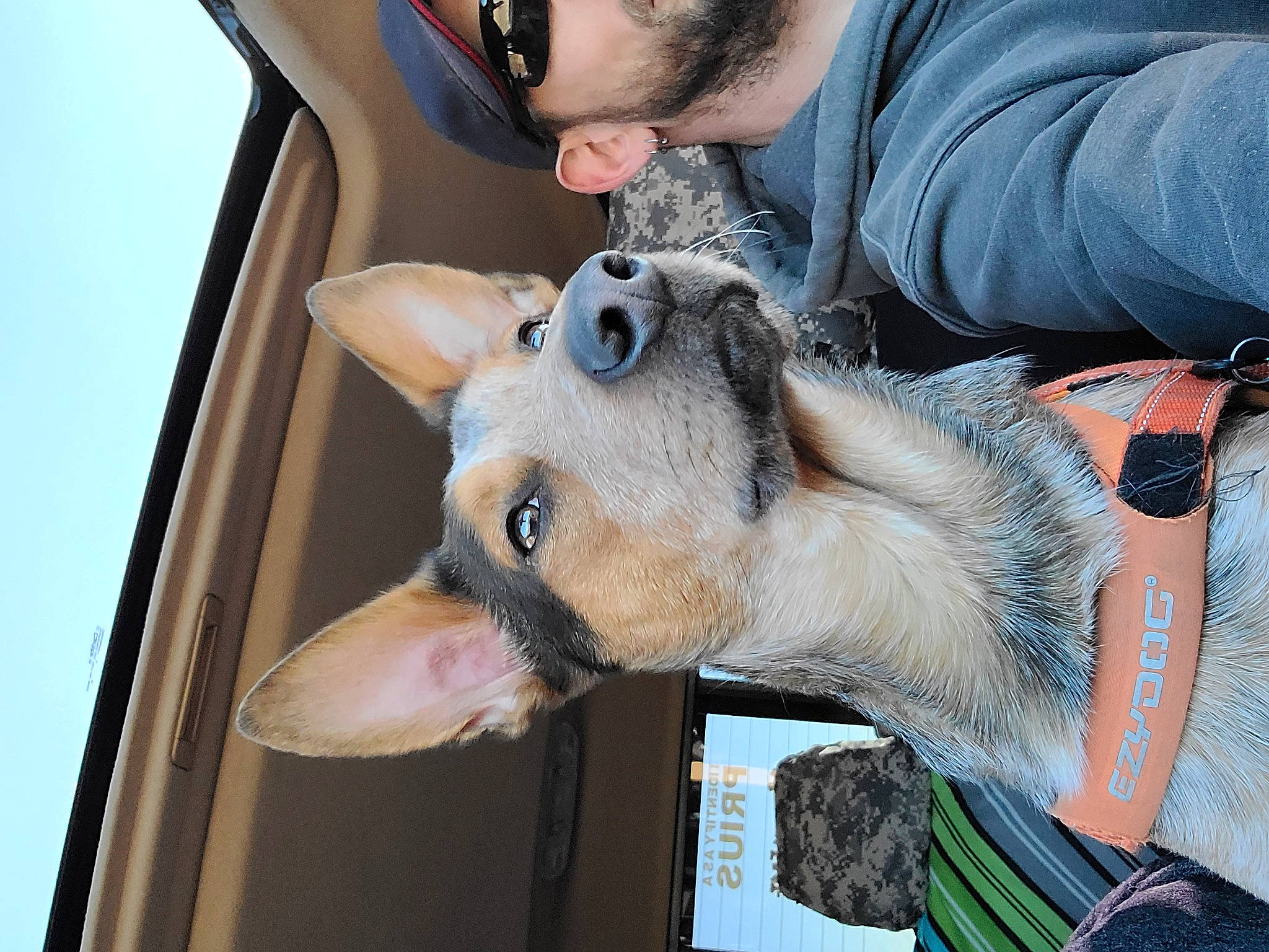 Kimber joined the competition — help win amazing prizes! canidae, carnivore, companion_dog, dog, dog_breed, eyewear, fawn, felidae, fur, jaw, sky, snout, sporting_group, sunglasses, wildlife, working_animal