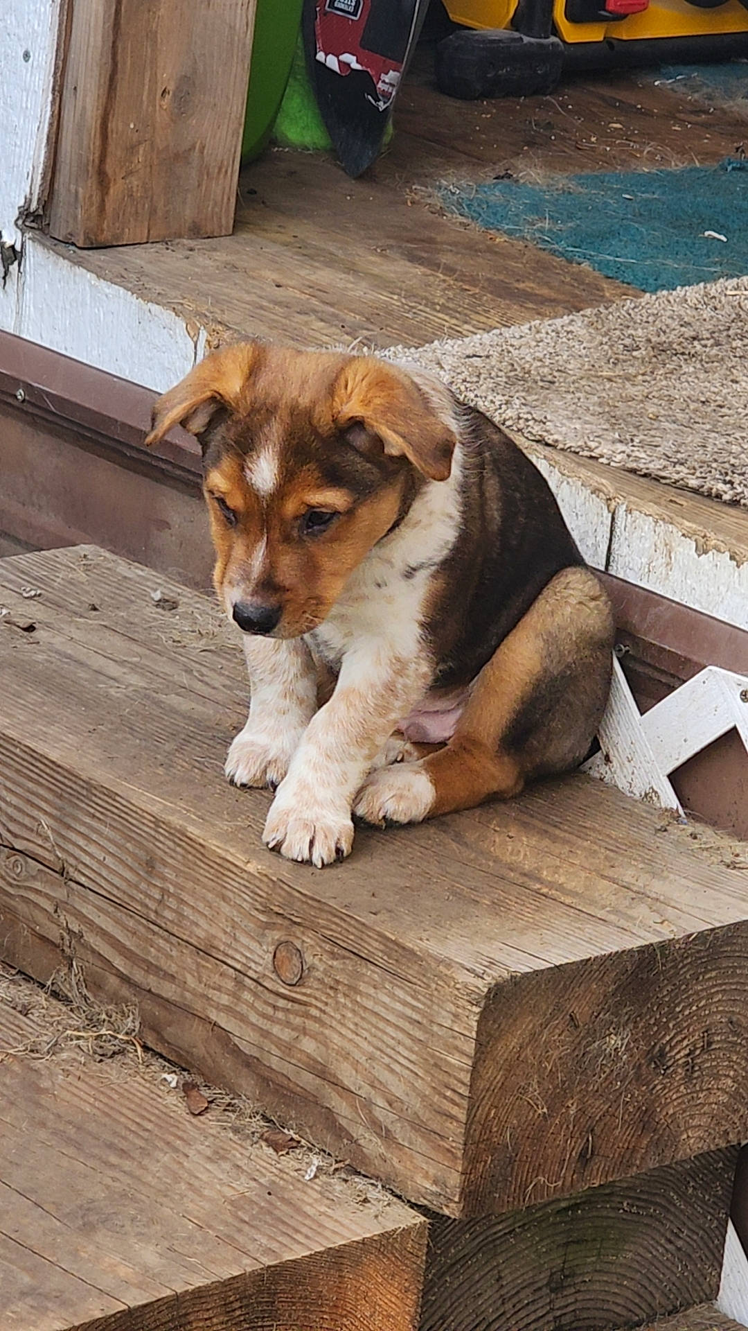 Ruger is registered to the contest to win money with this photo: canidae, carnivore, companion_dog, dog, dog_breed, fawn, flooring, hardwood, paw, plank, road_surface, sidewalk, sitting, snout, sporting_group, street_dog, tail, wood, working_animal, working_dog