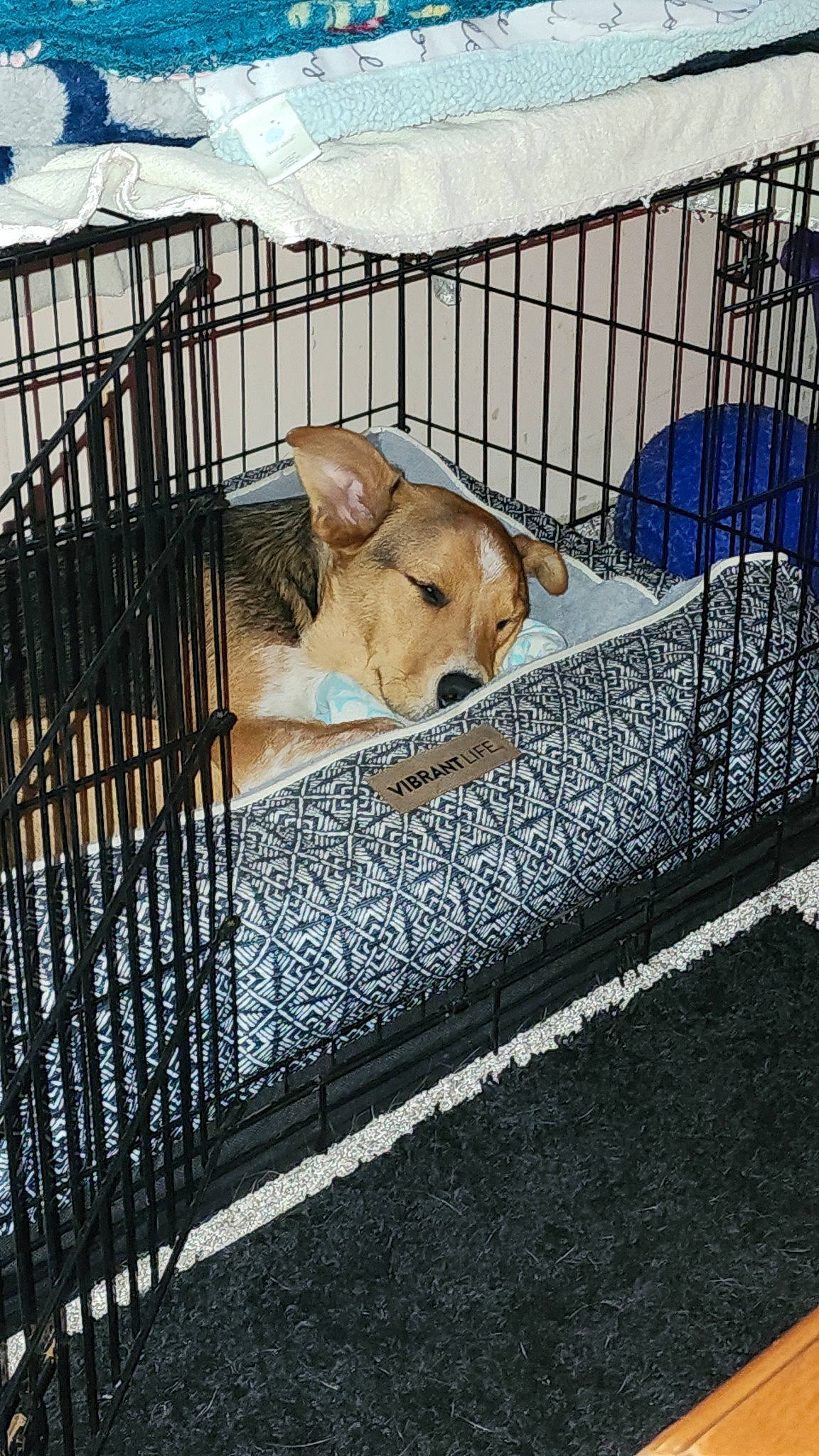 Ruger joined the competition — help win amazing prizes! animal_shelter, cage, carnivore, companion_dog, dog, dog_breed, fawn, fence, grass, guard_rail, handrail, line, mesh, metal, pet_supply, sky, snout, sporting_group, street_dog, wood