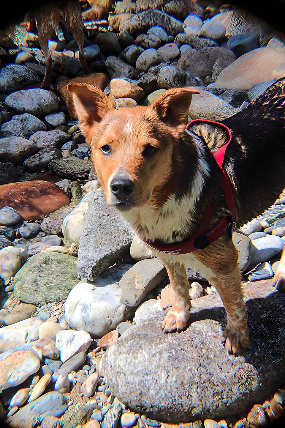 Ruger is registered to the contest to win money with this photo: adventure, bedrock, canidae, carnivore, companion_dog, dog, dog_breed, dog_hiking, fawn, rock, snout, sporting_group, street_dog, walking, water, working_animal