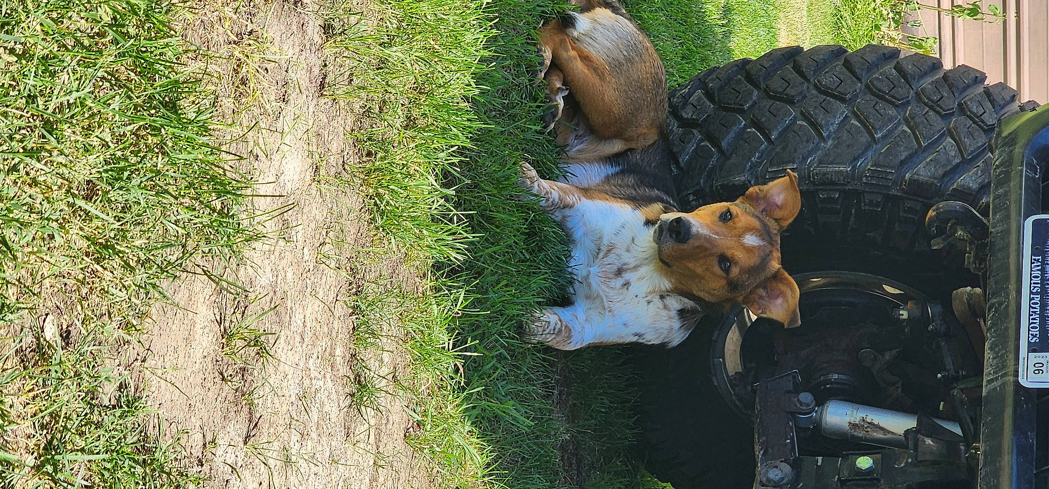 Ruger is registered to the contest to win money with this photo: automotive_tire, carnivore, companion_dog, dog_breed, fawn, felidae, fur, grass, grass_family, groundcover, lawn_ornament, plant, reptile, snout, tail, terrestrial_animal, trunk, wildlife, wood, working_animal