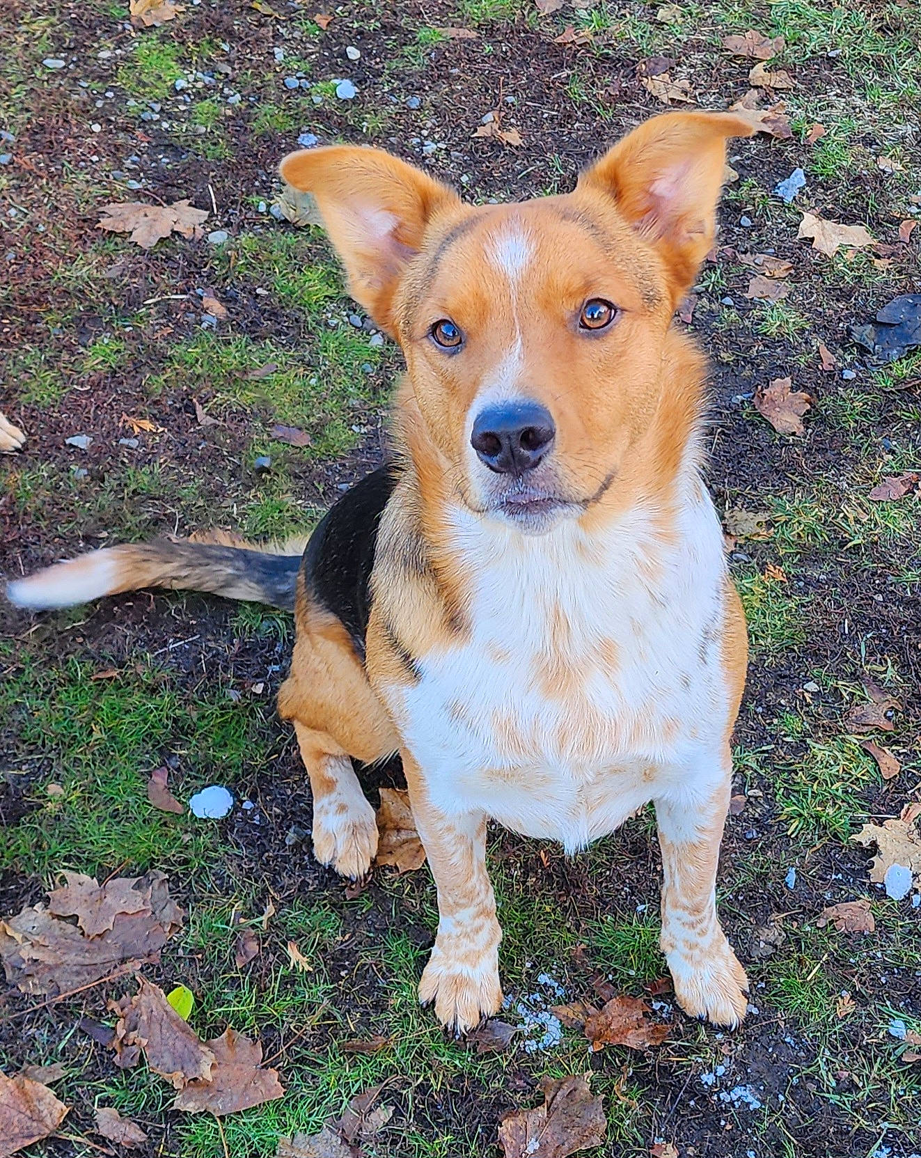 Ruger is registered to the contest to win money with this photo: ancient_dog_breeds, canidae, carnivore, companion_dog, dog, dog_breed, fawn, grass, groundcover, hunting_dog, plant, snout, sporting_group, terrestrial_animal, terrestrial_plant, whiskers, working_animal