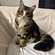 Arès participe au concours pour gagner de l'argent avec cette photo : alert, blanket, cat, couch, cozy, curious, cute, domestic_cat, ears, feline, fluffy_tail, head_tilt, indoor, pet, sitting, soft_fur, tabby, whiskers, white_chest, white_paws
