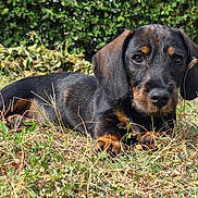 Vichy a rejoint le concours — aidez-le/la à gagner de superbes lots ! puppy, dog, canine, black_and_tan, lying_down, grass, outdoors, garden, hedge, nature, animal, pet, portrait, close_up, brown_eyes, floppy_ears, black_fur, tan_markings, leaf, sunlight