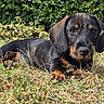 puppy, dog, canine, black_and_tan, lying_down, grass, outdoors, garden, hedge, nature, animal, pet, portrait, close_up, brown_eyes, floppy_ears, black_fur, tan_markings, leaf, sunlight