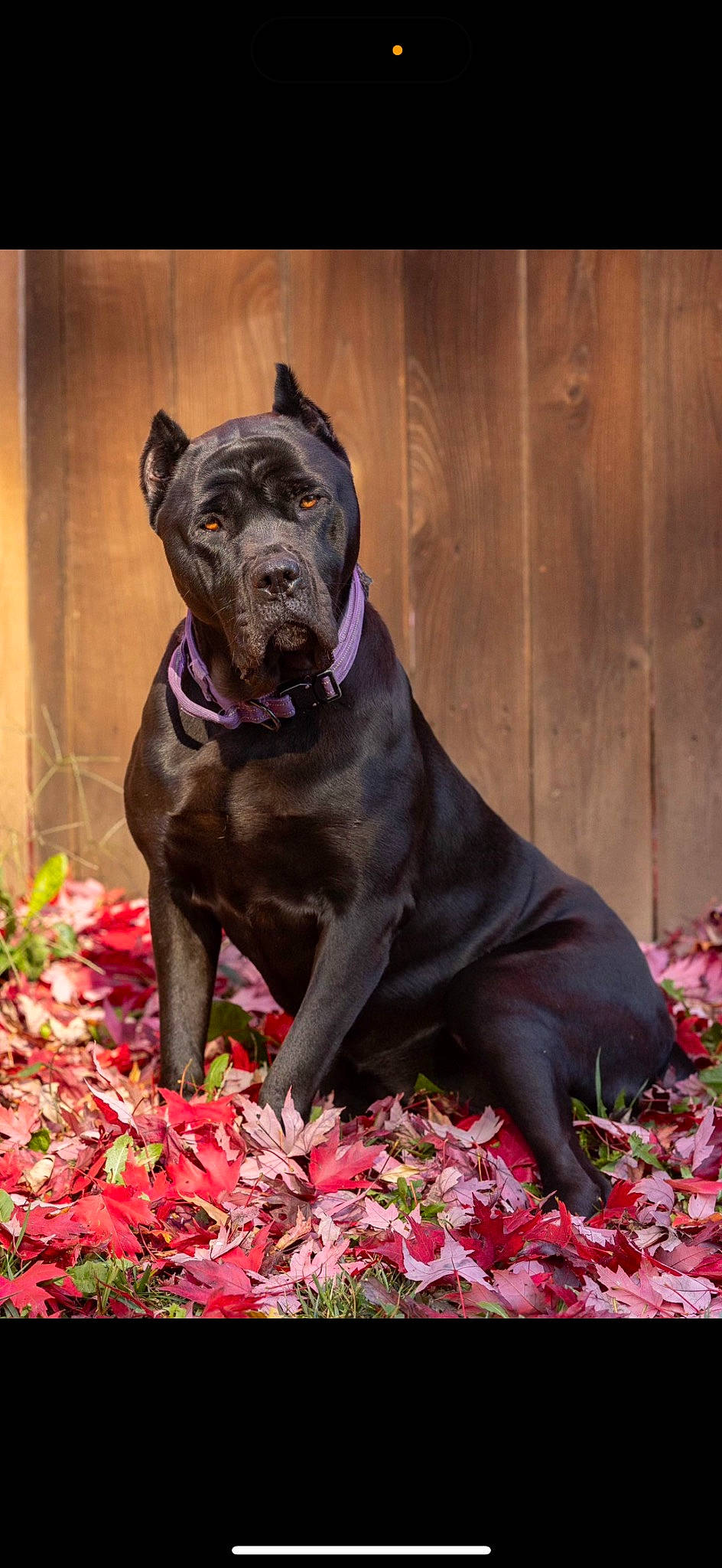 Athena is registered to the contest to win money with this photo: art, canidae, carnivore, companion_dog, dog, dog_breed, dog_collar, fawn, grass, groundcover, guard_dog, liver, molosser, non_sporting_group, plant, snout, sporting_group, terrestrial_animal, working_animal, working_dog