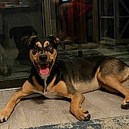 Keyta joined the competition — help win amazing prizes! dog, happy_dog, tongue_out, lying_down, indoor, rug, hardwood_floor, glass_door, reflection, human_reflection, canine, black_and_tan, portrait, pet, paw, smiling, home_interior, evening, cute, animal