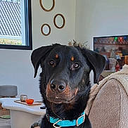 Aslow a rejoint le concours — aidez-le/la à gagner de superbes lots ! dog, black_dog, blue_collar, couch, living_room, window, wall_decoration, television, table, bowl, indoor, pet, furniture, canine, house, domestic_animal, sitting, portrait, curious, cozy
